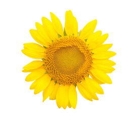 Fototapeta premium sunflower isolated on white background