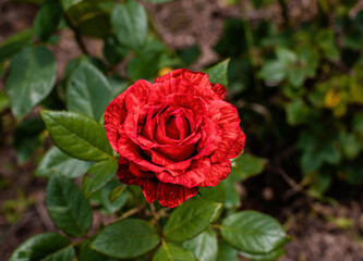 Red rose with burgundy veins close-up