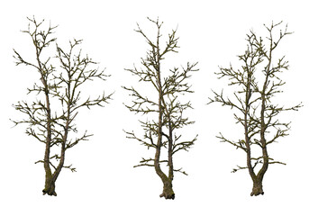 Large trees of various sizes on transparent background