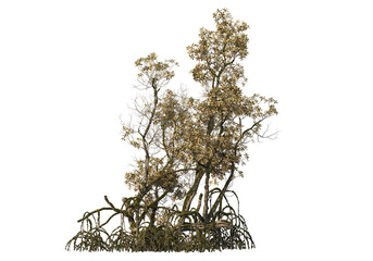 Large trees of various sizes on transparent background