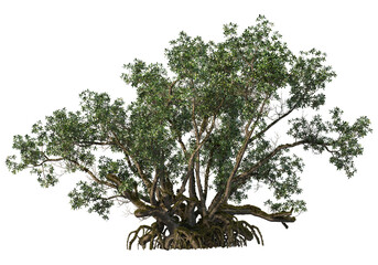 Large trees of various sizes on transparent background