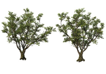 Large trees of various sizes on transparent background