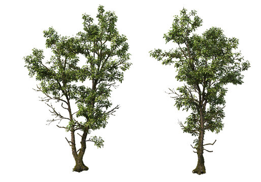 Large trees of various sizes on transparent background