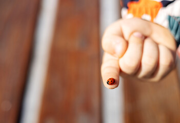kid child boy hand with ladybug on index finger.spring park outdoors park bench background