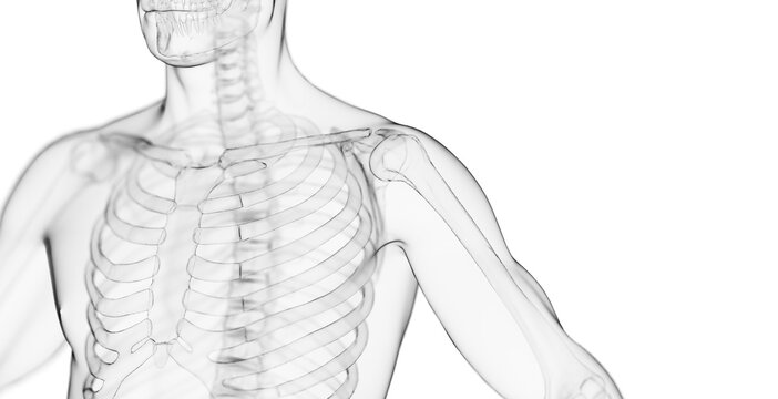 3d medical illustration of the bones of the shoulder