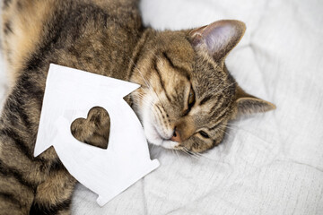 cat kitty with house shape figurine with heart in middle sleeping on bed.tabby kitten muzzle inside heart creative photo.cozy home,buy rent apartment.domestic cute female pet,white color,adorable paw
