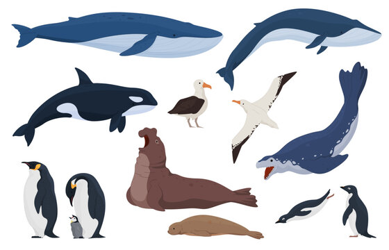 Animals from Antarctica cartoon style. Terrestrial and underwater animals. Predators and birds of cold regions. Vector illustration