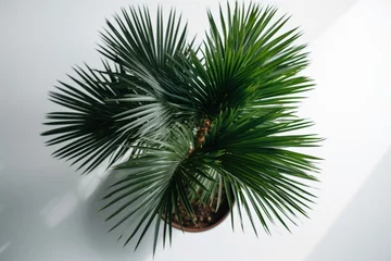 Fotobehang A potted palm tree seen from above against a white backdrop. Generative AI © Endellion