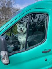 Siberian Husky schaut aus dem Fenster eines Autos