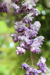 Obraz premium Wisteria plant in bloom with green background-