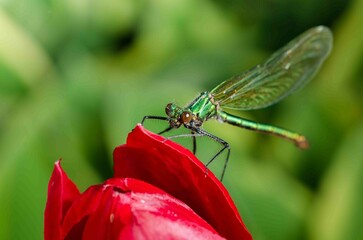 Close to the details of the eyes, the dragonfly is very small on a red flower in the wild.