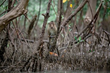 Little monkey in mangrove forest