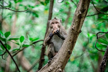 Little monkey in mangrove forest