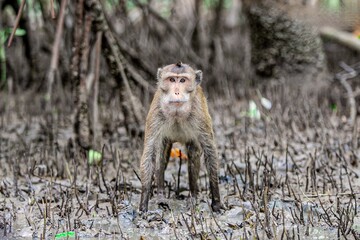 Little monkey in mangrove forest