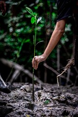 People growing plant in mangrove forest park.  Student activities with school.  A good deed to do for the earth.