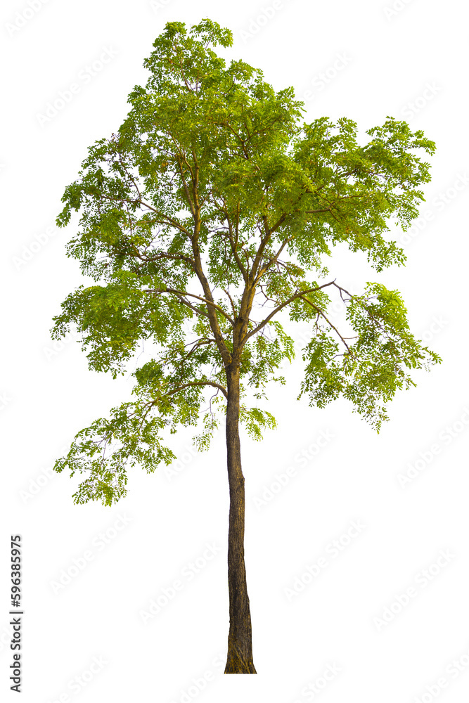 Aufkleber tree png file removed original background