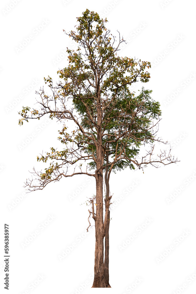 Aufkleber tree png file removed original background