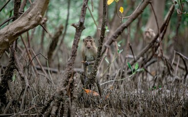 A shot of a monkey in a mangrove ecosystem.