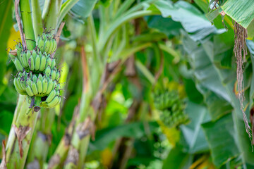 Fototapeta na wymiar Banana tree with its fruits, blurred banana tree in the background.
