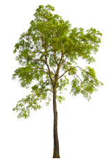 tree PNG file removed original background