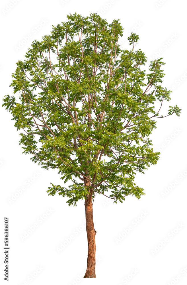 Aufkleber tree png file removed original background