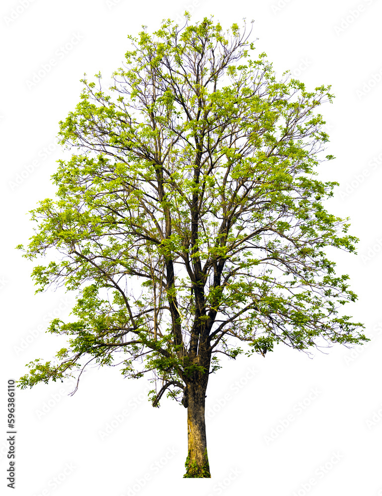 Aufkleber tree png file removed original background