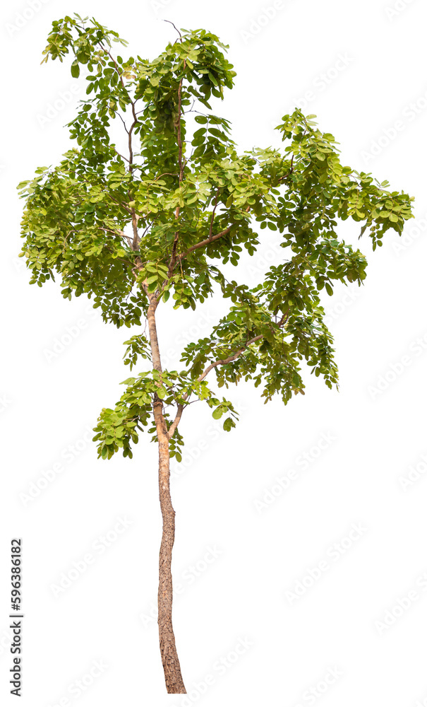 Poster tree png file removed original background