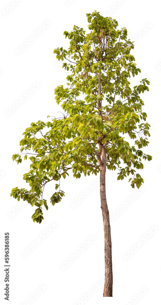 Aufkleber tree png file removed original background