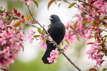 A male Red Winged Blackbird perches in a blooming Crabapple Tree and is framed by the pink blossoms.
