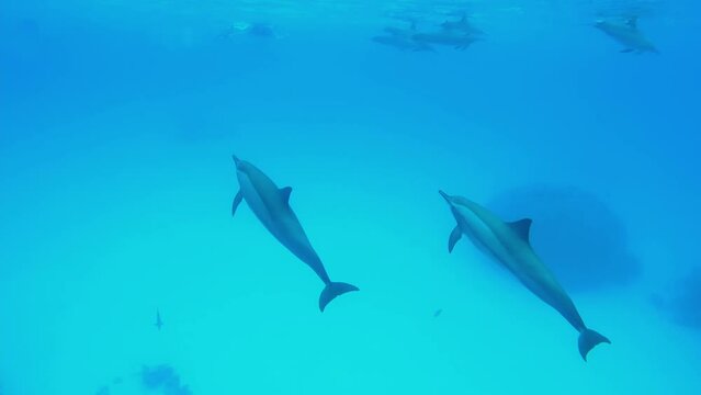 Dolphins swimming underwater in the depths of the Red sea in Egypt