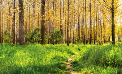 Scenic scenery forest at the beginning of autumn and hiking path, continental climate.