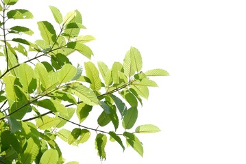 Fototapeta na wymiar In Selective focus Kratom leaves with branches on white isolated background for green foliage backdrop 