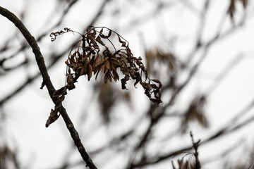 Tree branches with dry leaves are under white sky, abstract photo
