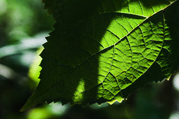 Green leaf in a sunshine, natural background. Close-up photo