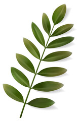 Vector Tropical Leaf. Isolated Exotics. Botanical illustration