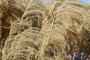 Ornamental grass in yellow colors of autumn