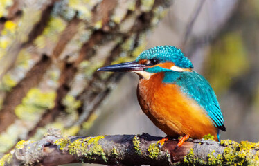 A Common Kingfisher (alcedo atthis) in the Reed, Heilbronn, Germany.