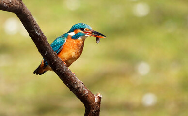 A Common Kingfisher (alcedo atthis) in the Reed,   Germany