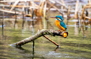 A Common Kingfisher (alcedo atthis) in the Reed, Germany