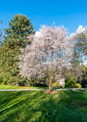 Naklejka premium Seatac Garden White Blossoms 7