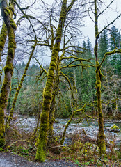 Fototapeta premium Mossy Tree Branches 5