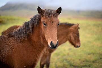 Iceland horses