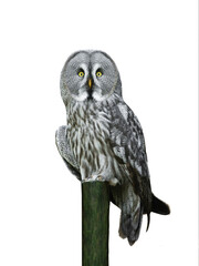  portrait great grey owl (Strix nebulosa) isolated on white background