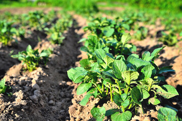 rows of young potatoes on a plantation, potatoes on a field in the sun