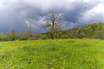 Fototapeta na wymiar Scenic view of meadow with yellow flowers and blooming apple trees of orchard with dramatic sky and rain cloudy in the background on a spring day. Photo taken April 25th, 2023, Zurich, Switzerland.