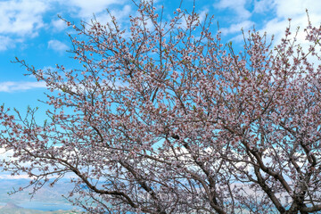 Blooming pink and purple spring almond tree flowers on blue sky background, nature concept. Pink almond tree blooms on blue and cloudy sky.