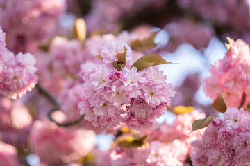 Sakura is blooming. Cherry blossom close-up in spring. Beautiful background of flowers. Blooming sakura tree. Spring. Garden. Flowering trees. Beautiful pink flowers. Cover picture

