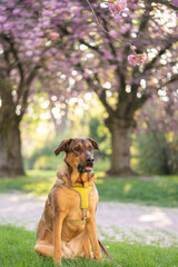 Funny dog. dog yawns.Cover dog in nature. Blooming sakura on the background sits a dog. Retriever on the background of cherry blossoms. Spring. Beautiful animal for the cover. Animals in nature.