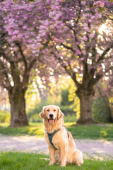 Labrador in nature. Cover dog in nature. Blooming sakura on the background sits a dog. Retriever on the background of cherry blossoms. Spring. Dog. Beautiful animal for the cover. Animals in nature.