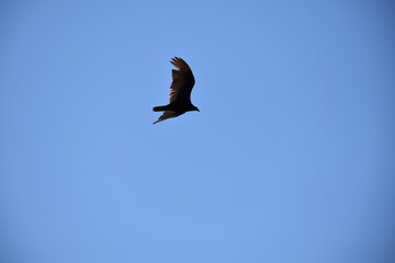 Turkey Vulture